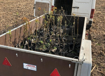 Ореховый сад в Киевской области